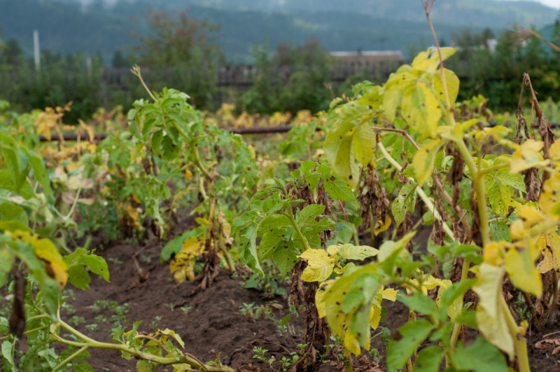 Картофель высадят на 1000 гектарах  в Забайкалье в этом году