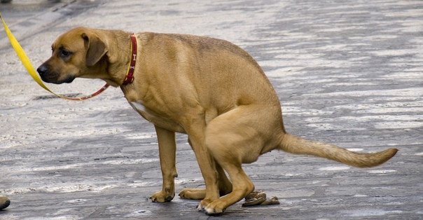 Россиянам готовят штрафы за отказ убирать за собаками на выгуле