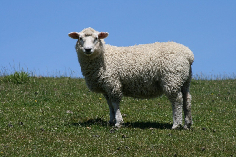 Минсельхоз не смог увеличить поголовье овец в Забайкалье