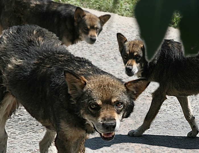 Стая собак напугала посетителей детской поликлиники на КСК в Чите