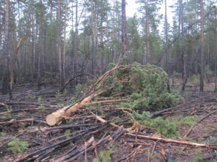 Осипов отчитал минприроды за плохую работу по сохранению лесов
