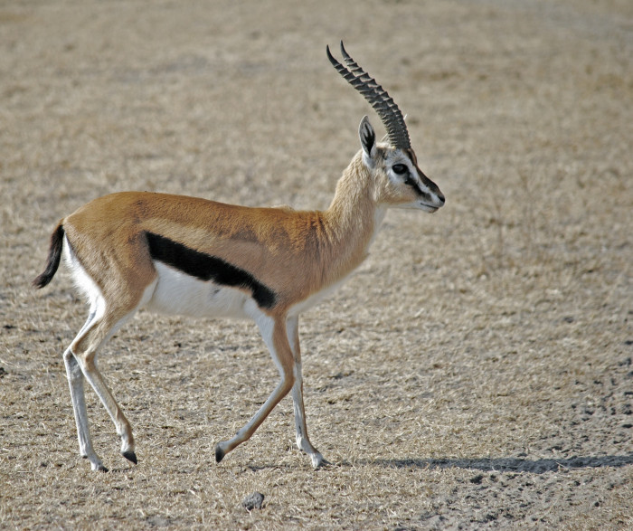 Краснокнижная антилопа джейран была замечена на границе Забайкалья