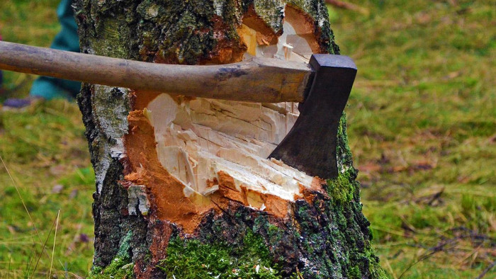 За неделю в районах Забайкалья выявлены 23 незаконные вырубки леса