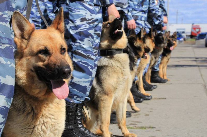 Полицейский пёс Айк помог раскрыть дело о краже в отеле Читы