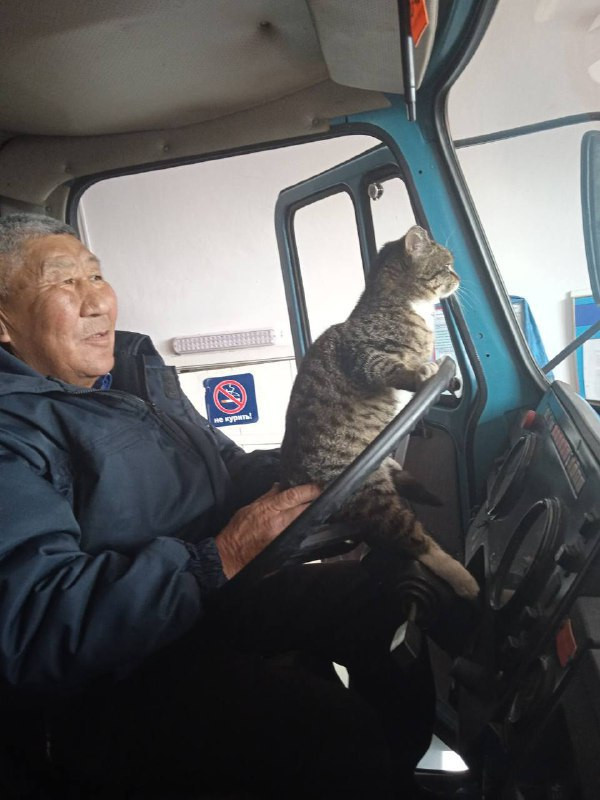 Кота спасли при пожаре в Забайкалье