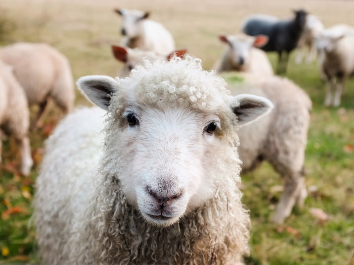 Ежегодное поголовье овец может увеличиться на 5% в Забайкалье