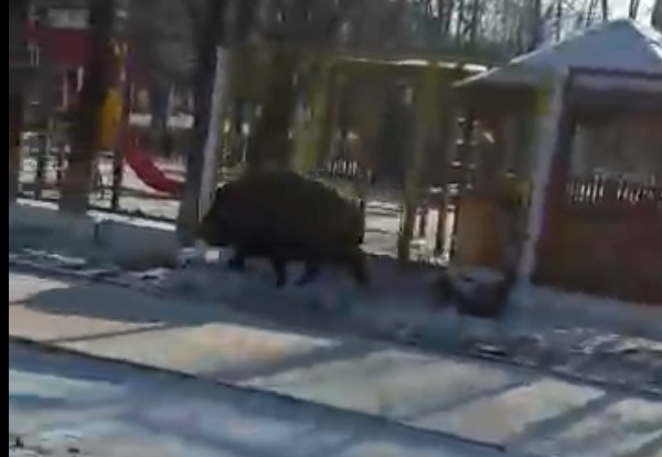 Здоровенный кабан бегает по улицам в районе школы №17 в Чите (видео)