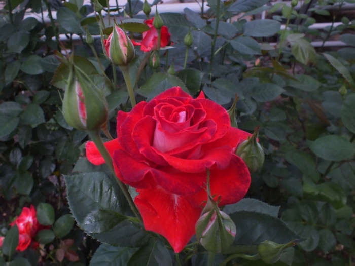 Сезон цветения роз начался в ботаническом саду в Чите