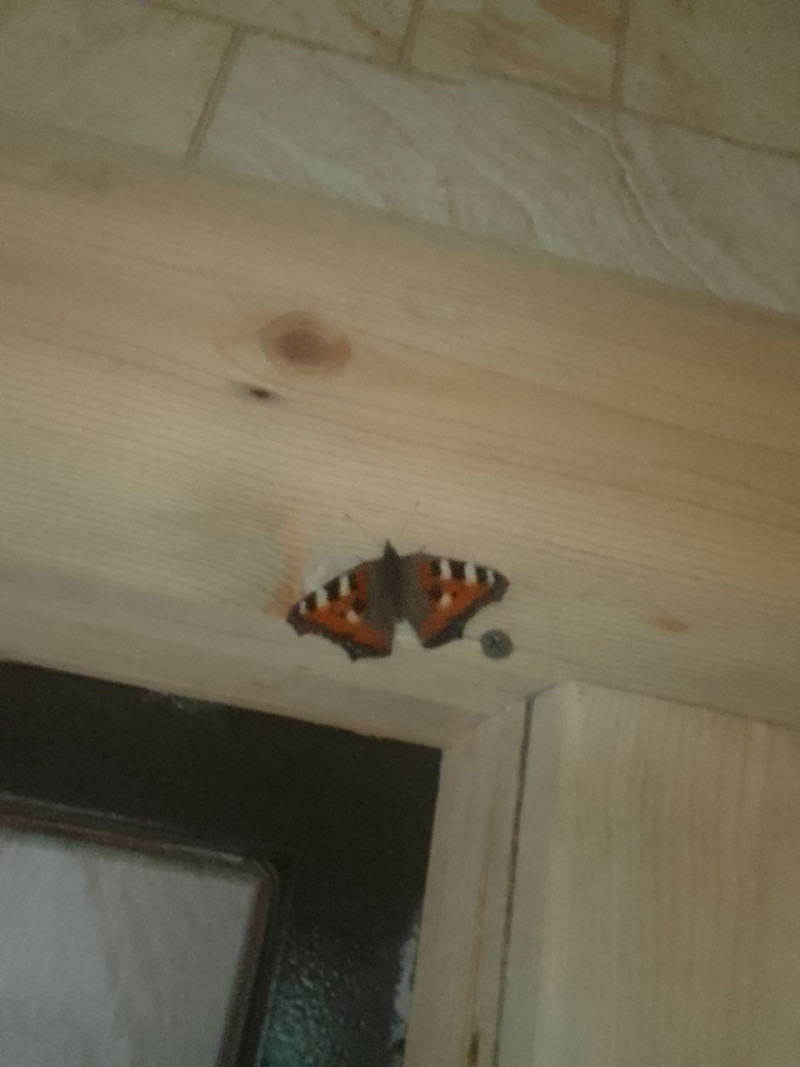 Бабочка прилетела в Могочинский район Забайкалья