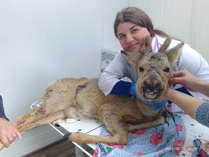 Жители Могочи нашли раненую косулю у подъезда и отвезли ветеринарам