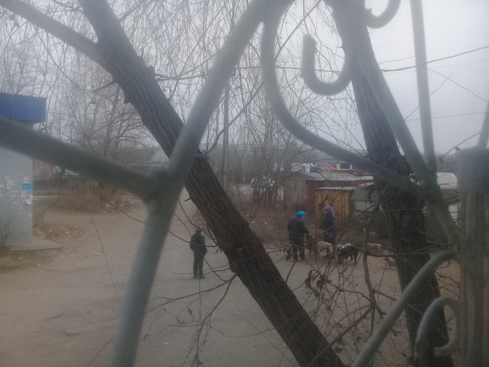 Житель Читы пожаловался на бездомных собак в районе МЖК