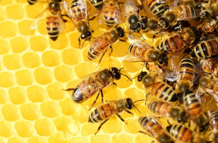 Забайкальцы отправляют по почте пчёл и пиявок