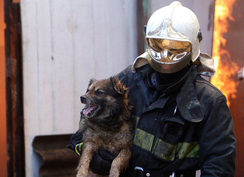Пожарные спасли собаку в Чите из ледяной ловушки 