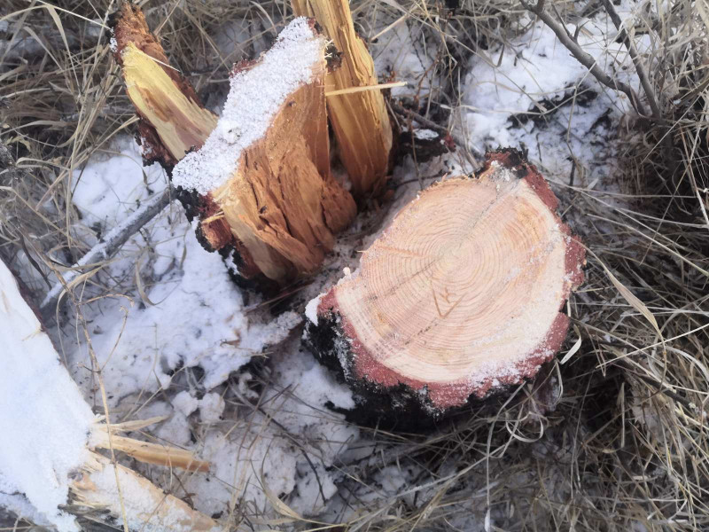 «Чёрного лесоруба» из Могойтуйского района оштрафовали на 750 тысяч рублей
