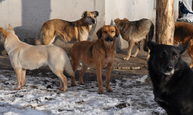 Депутаты Забайкалья поддержали законопроект о безнадзорных животных