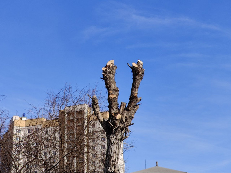 Поллардинг деревьев на улице Выставочной в Чите. Фото: ZabNews