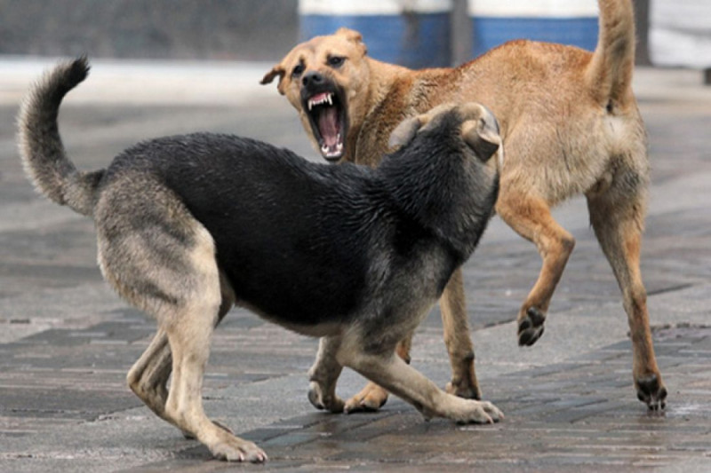 Член СФ Баир Жамсуев назвал условия, чтобы исключить нападения собак на людей