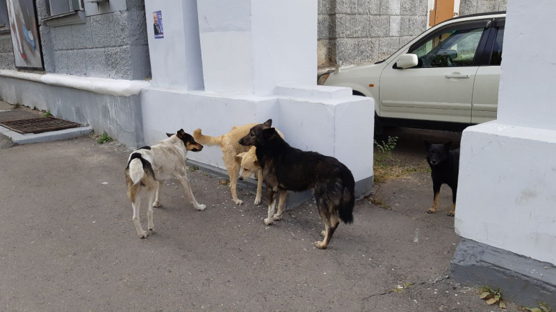 Полиция будет искать и наказывать безответственных владельцев собак в Краснокаменске – Колпаков