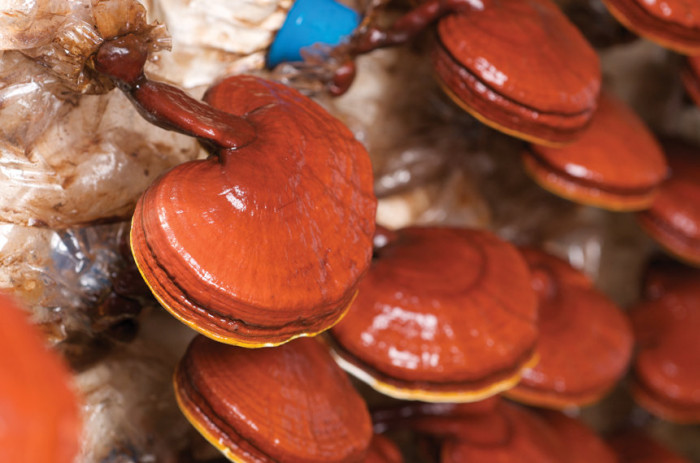Минприроды Забайкалья незаконно разрешило сбор краснокнижного гриба