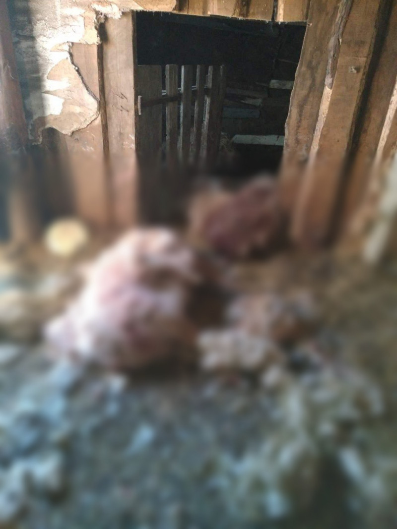 Собаки ночью напали на хозяйство в Забайкалье и загрызли 5 овец (18+)