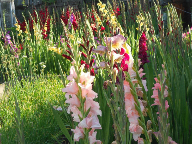 Неприхотливые и яркие цветы для забайкальской дачи