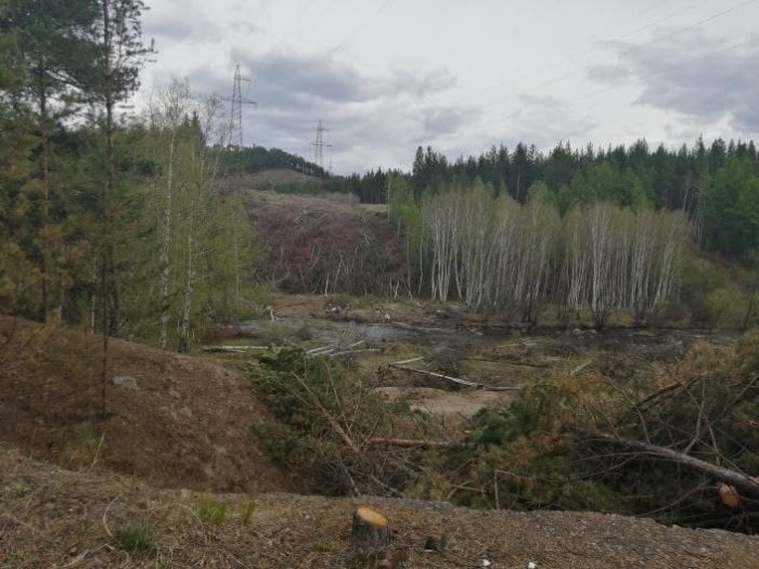 Житель Читы пожаловался на вырубку леса у реки Никишиха
