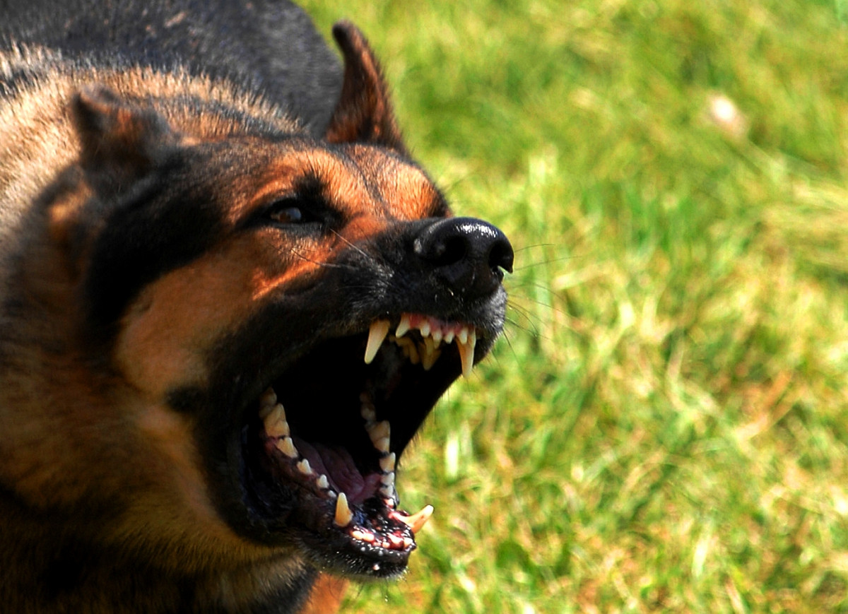 Бродячие собаки с бирками на ушах напали и покусали женщину с ребёнком в Краснокаменске