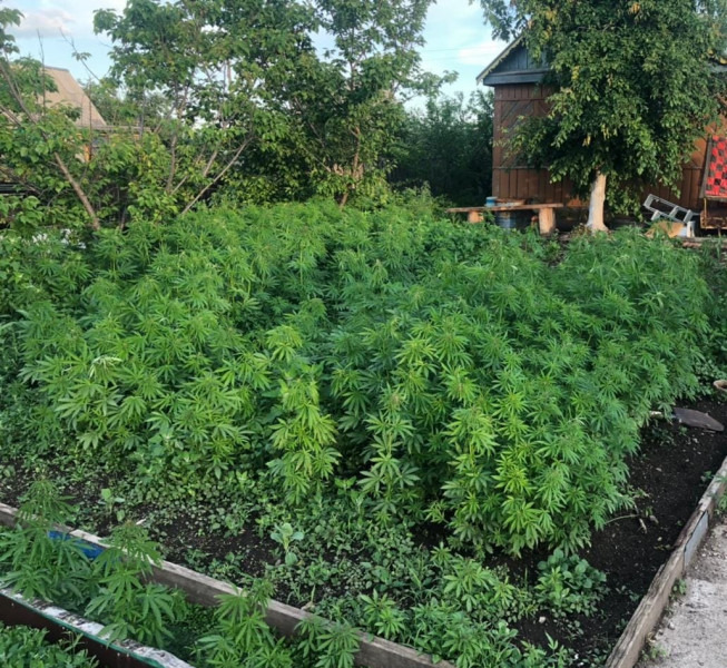 Мужчина засеял свой огород 83 кустами марихуаны в Амазаре