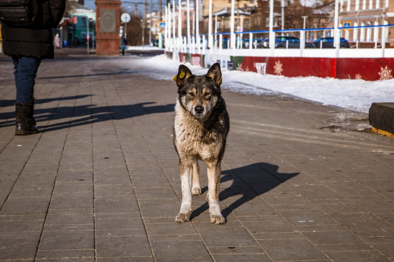 Работники ТГК-14 случайно замуровали собаку в теплотрассе в Чите