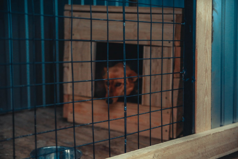 Собака в клетке в Чите