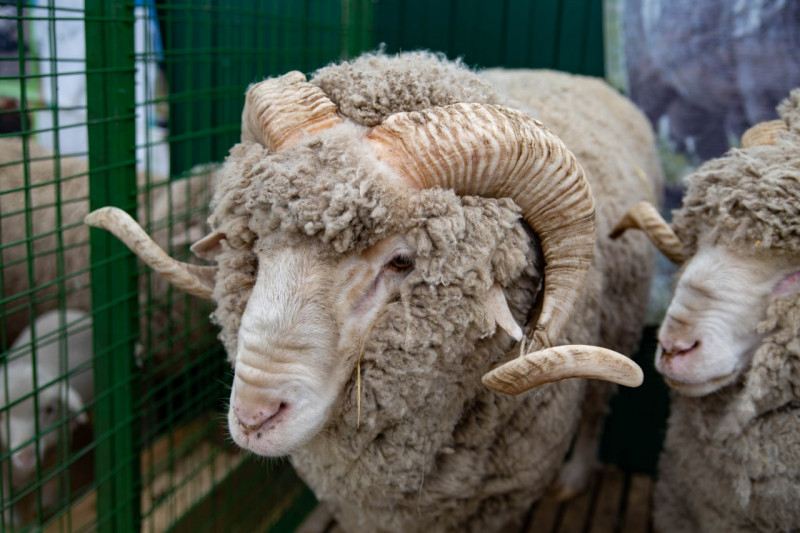 За лучшую овцу сельхозникам подарят «Ниву» в Забайкалье