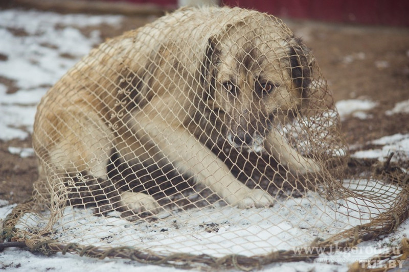 Более тысячи собак отловили в Чите за 2021 год, для половины нашли новых хозяев