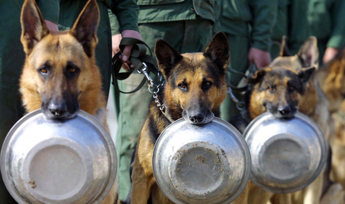 Федералы закупят корм почти на 3 млн рублей для служебных собак полиции Забайкалья
