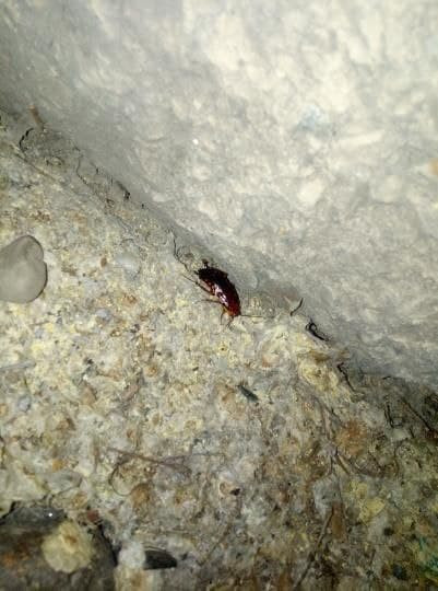 Тараканы в доме по улице Набережной в Чите
