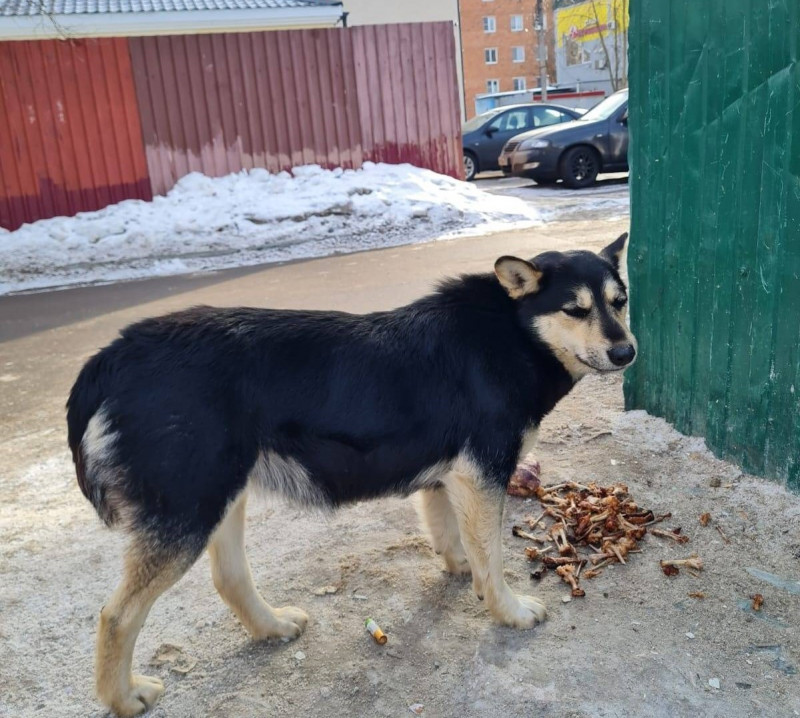 Бездомные собаки вырывают пакеты и сумки у жителей Читинского района 
