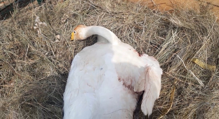 Раненой браконьерами лебёдушке в Забайкалье могут ампутировать крыло