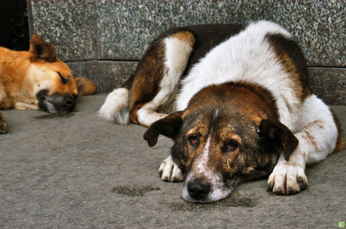 Друг или враг? Стая из 10 крупных собак оккупировала очередной двор в Чите