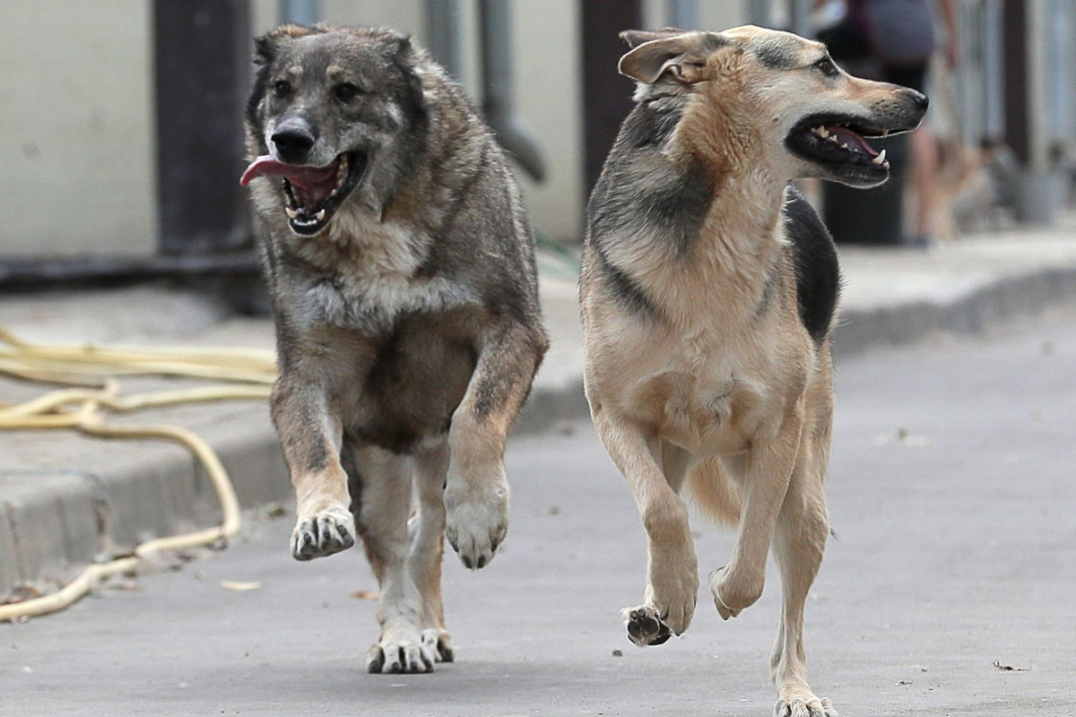 Власти Читы объяснили, что делать при появлении бродячих собак