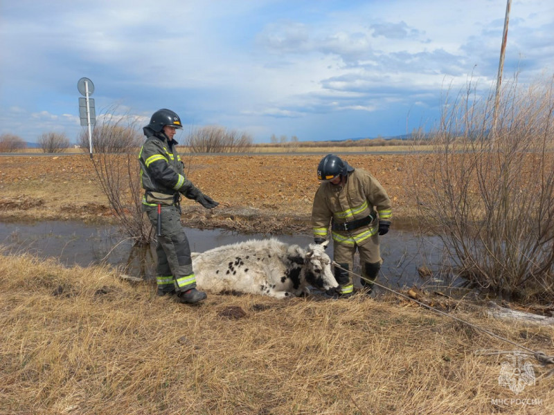Спасатели вытащили застрявшую в грязевой луже Забайкалья корову