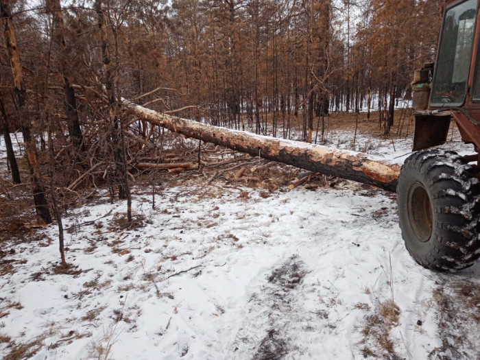 Житель Забайкалья срубил деревья на 8,4 млн руб. в Цасучейском лесничестве