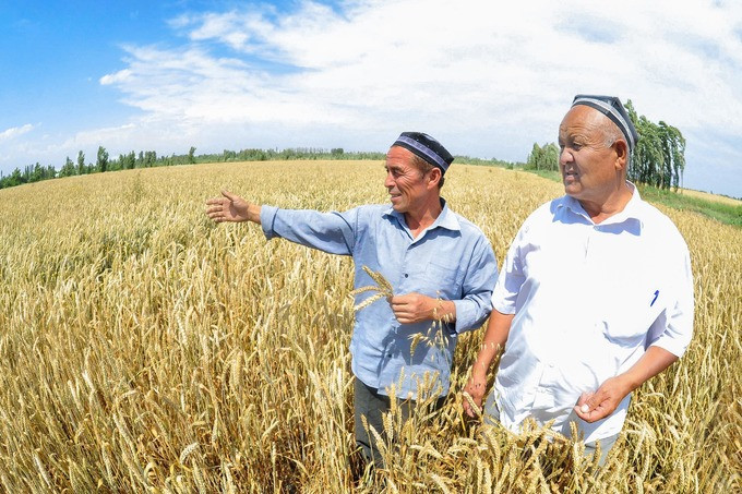 Минсельхоз разрешил узбекским фермерам арендовать российские поля для своих хозяйств
