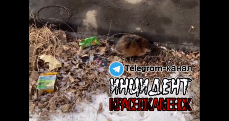 Стая бродячих собак загрызла ондатру в Краснокаменске