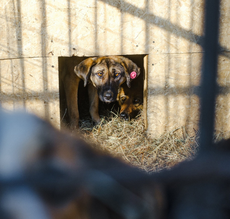 Приюту под Читой, который помогает властям ухаживать за собаками, грозит закрытие