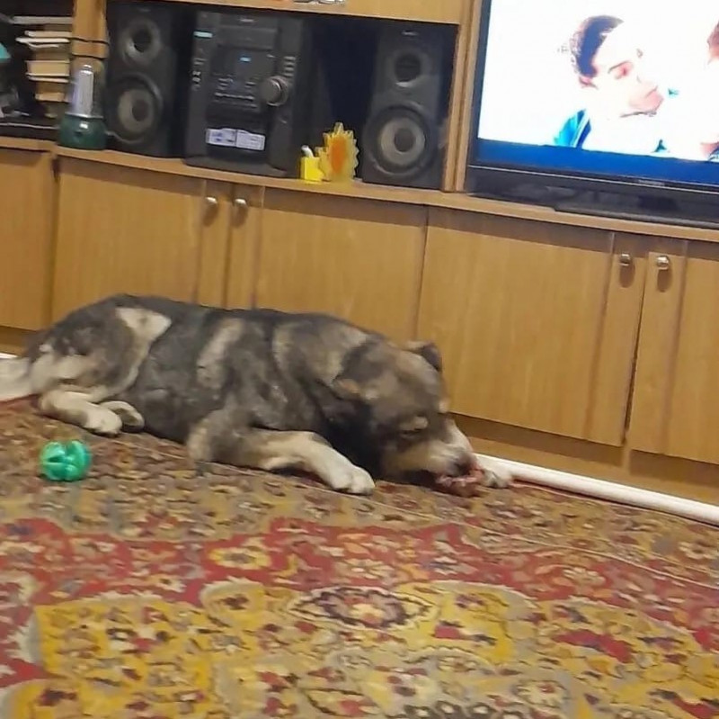 Потерявшегося в Чите пса Арчи нашли спустя месяц по видео