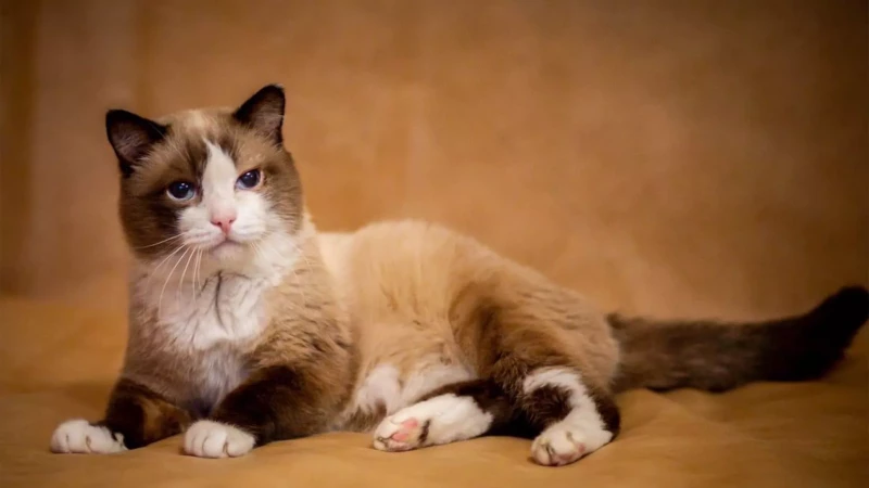 Умер самый старый кот России Дашун