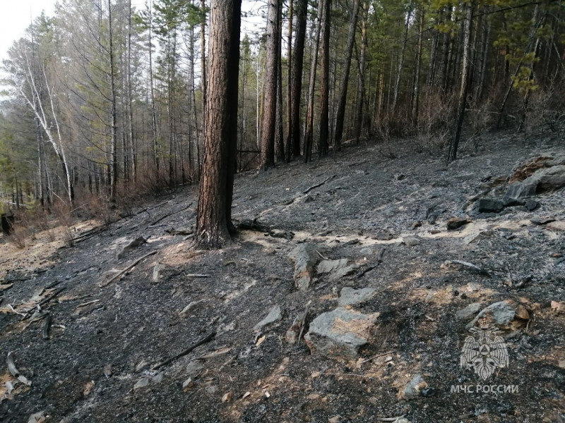 Виновника лесного пожара на 15 гектаров установили в Забайкалье