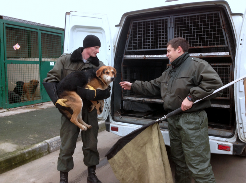 Глава Читинского района рассказал, как специалисты выбирают время для отлова собак