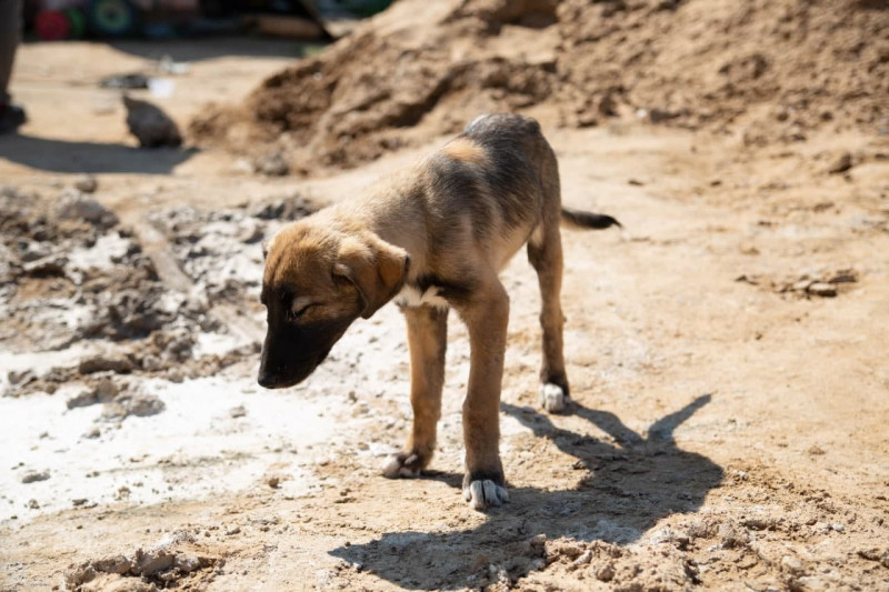 Скандально известная фирма из Иркутска «Пять звёзд» начала отлов собак в Чите