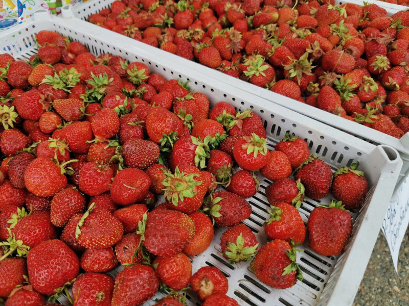 Сельхозкооператив в Забайкалье начнёт перерабатывать ягоду и дикоросы благодаря господдержке