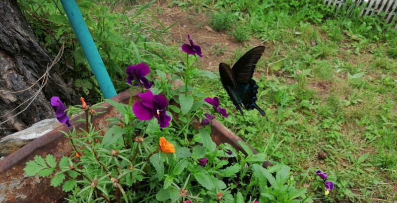 Самую крупную бабочку России впервые нашли в Чите на даче